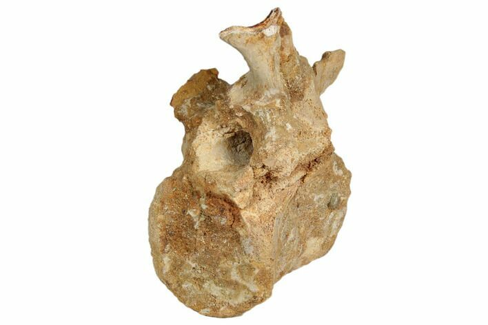 Bargain, Fossil Theropod Dinosaur Caudal Vertebra - Morocco #192544